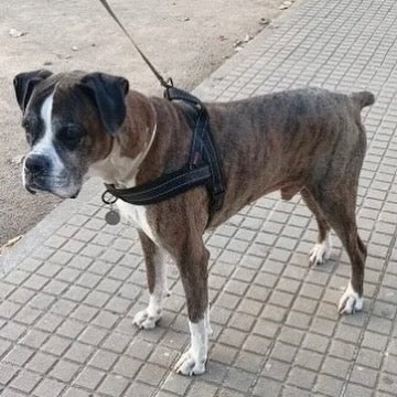 Reflective Padded Dog Harness