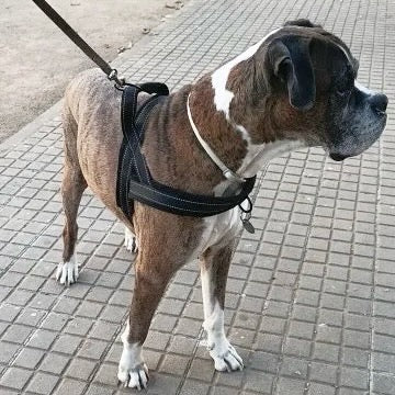 Reflective Padded Dog Harness