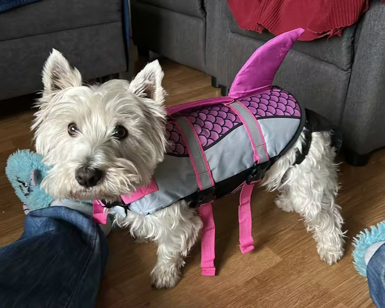 Shark Dog Life Jacket