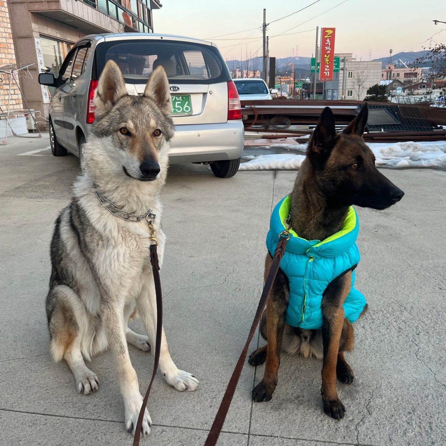 Reversible German Shepherd Jacket