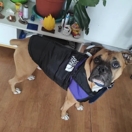 The Dog Face Boxer Dog Jacket
