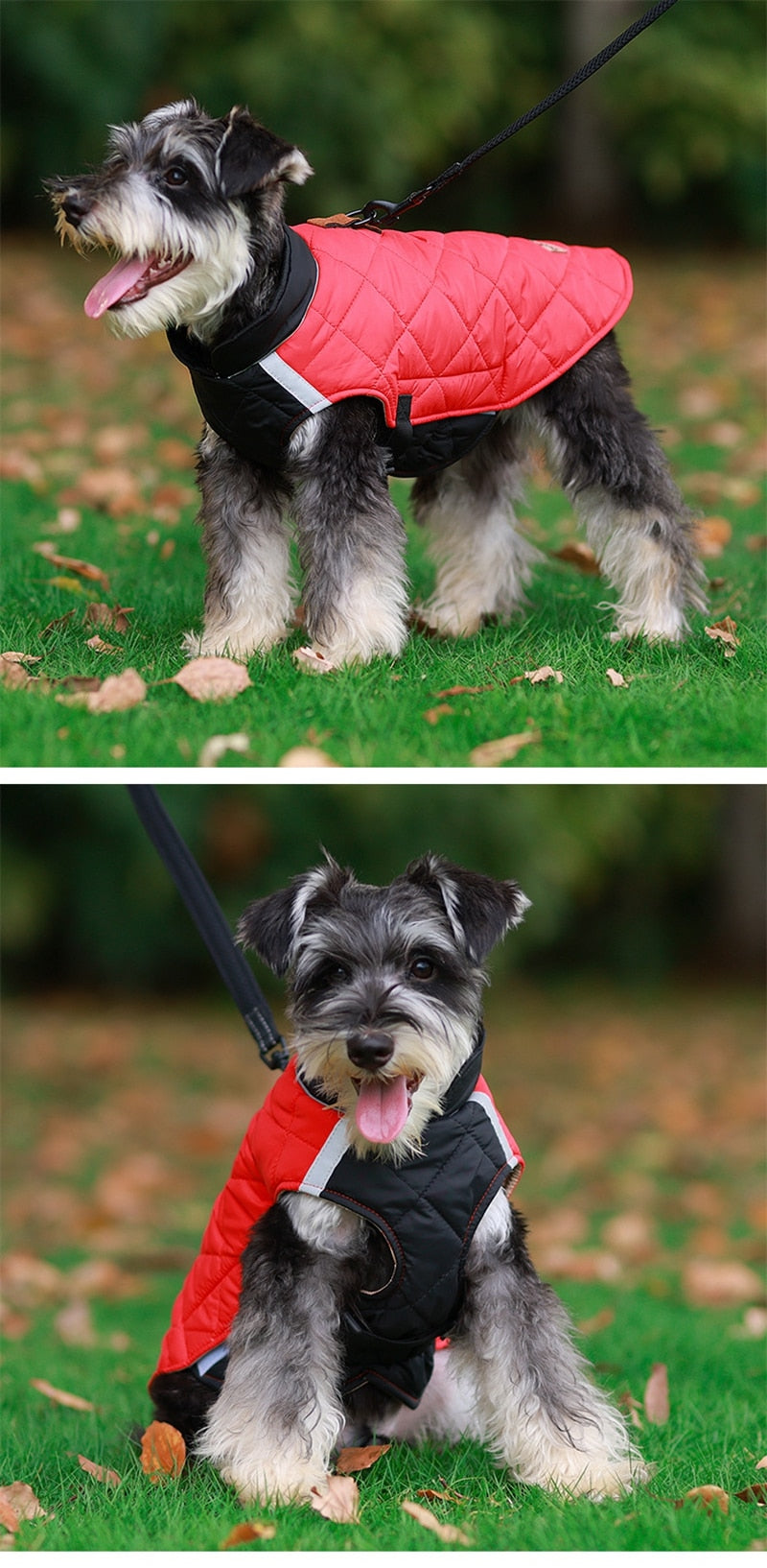 Premium Winter Schnauzer Jacket