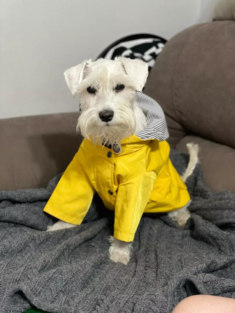 Schnauzer raincoat on sale
