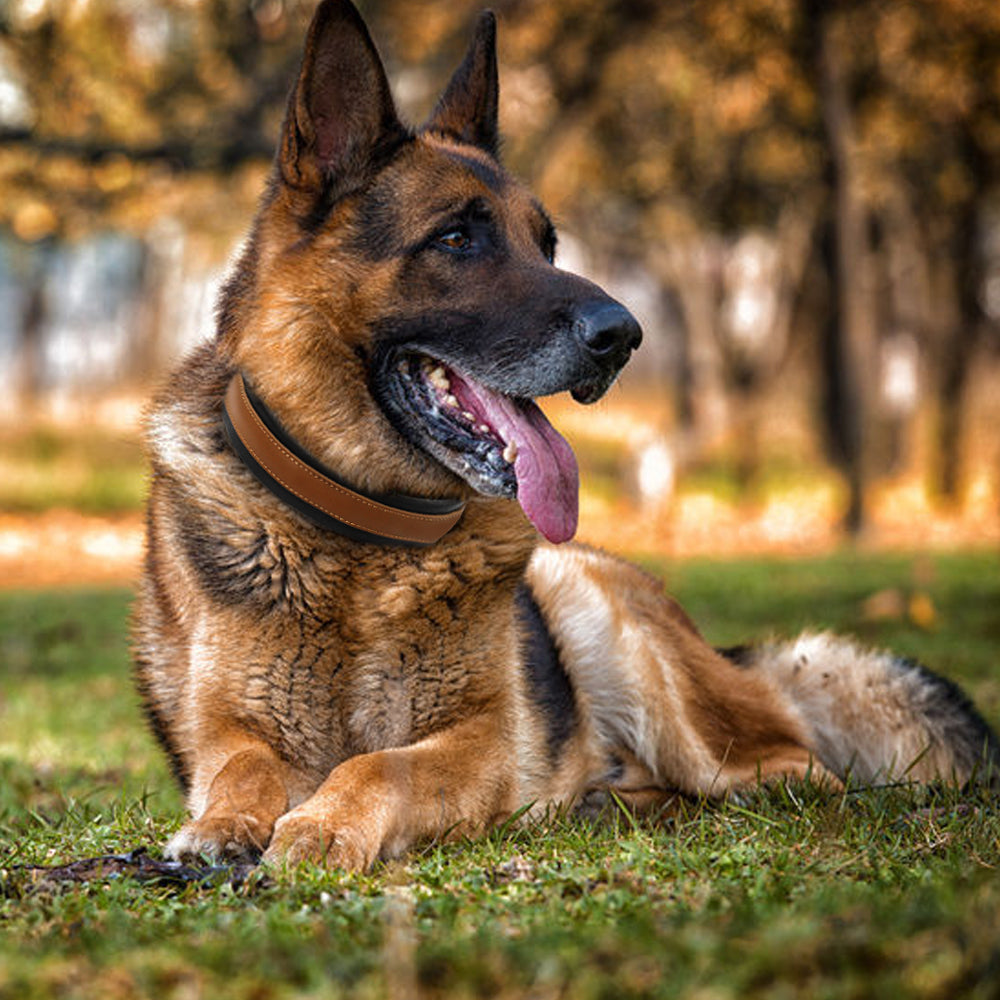Leather Big Dogs Collar