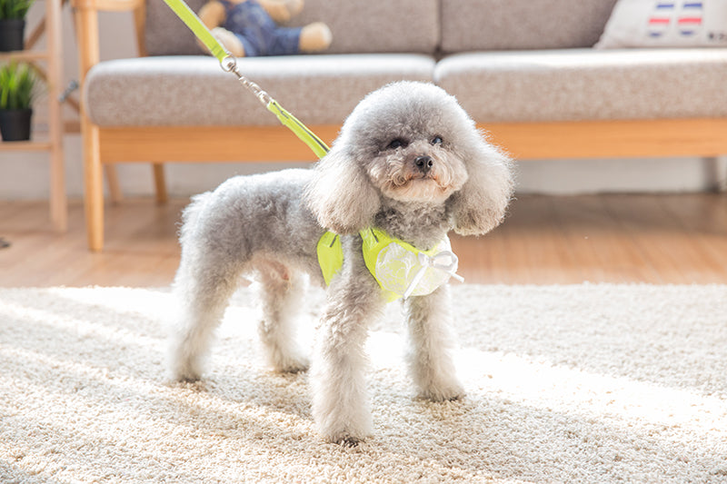 Lace Harness Top + Leash