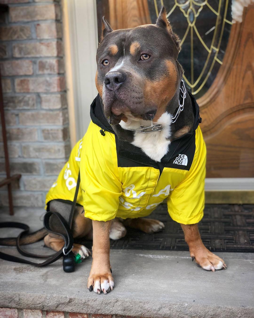 North Face Dog Jacket