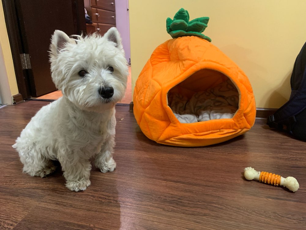 Pineapple Dog Bed House