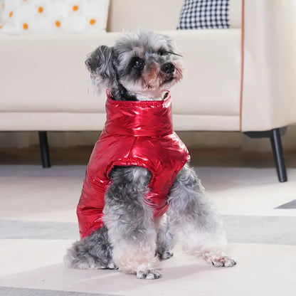 Shiny Schnauzer Jacket
