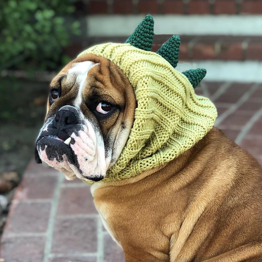English Bulldog Hat