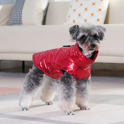 Shiny Schnauzer Jacket