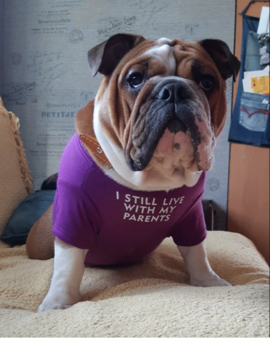 I still live with my parents English Bulldog T-shirt