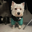 The Dog Face Westie Jacket