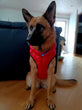 Reversible German Shepherd Jacket