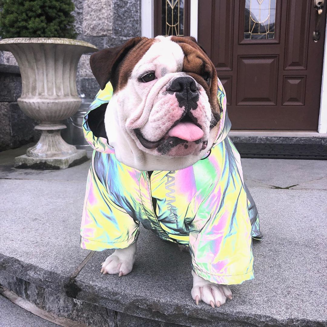 Fashion Reflective Dog Jacket
