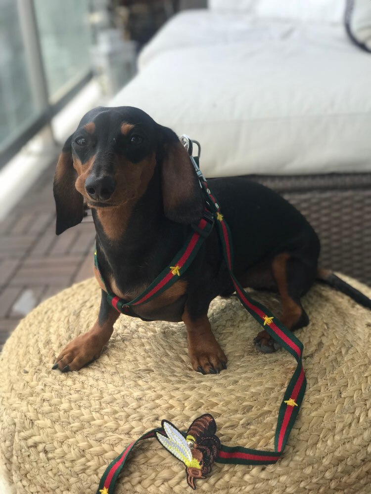 Luxury Harness For Dogs With Leash Set