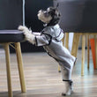 Schnauzer Raincoat with Hoodie