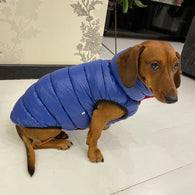 Ace Dog Reversible Winter Jacket