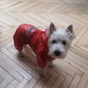 Reflective waterproof dog overall