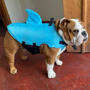 English bulldog life jacket hotsell
