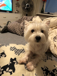 Westies Throw Pillow Case