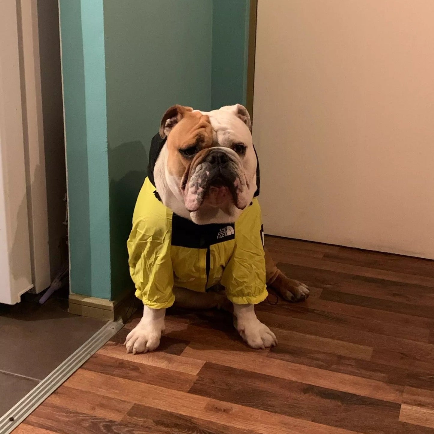 North Face Dog Jacket