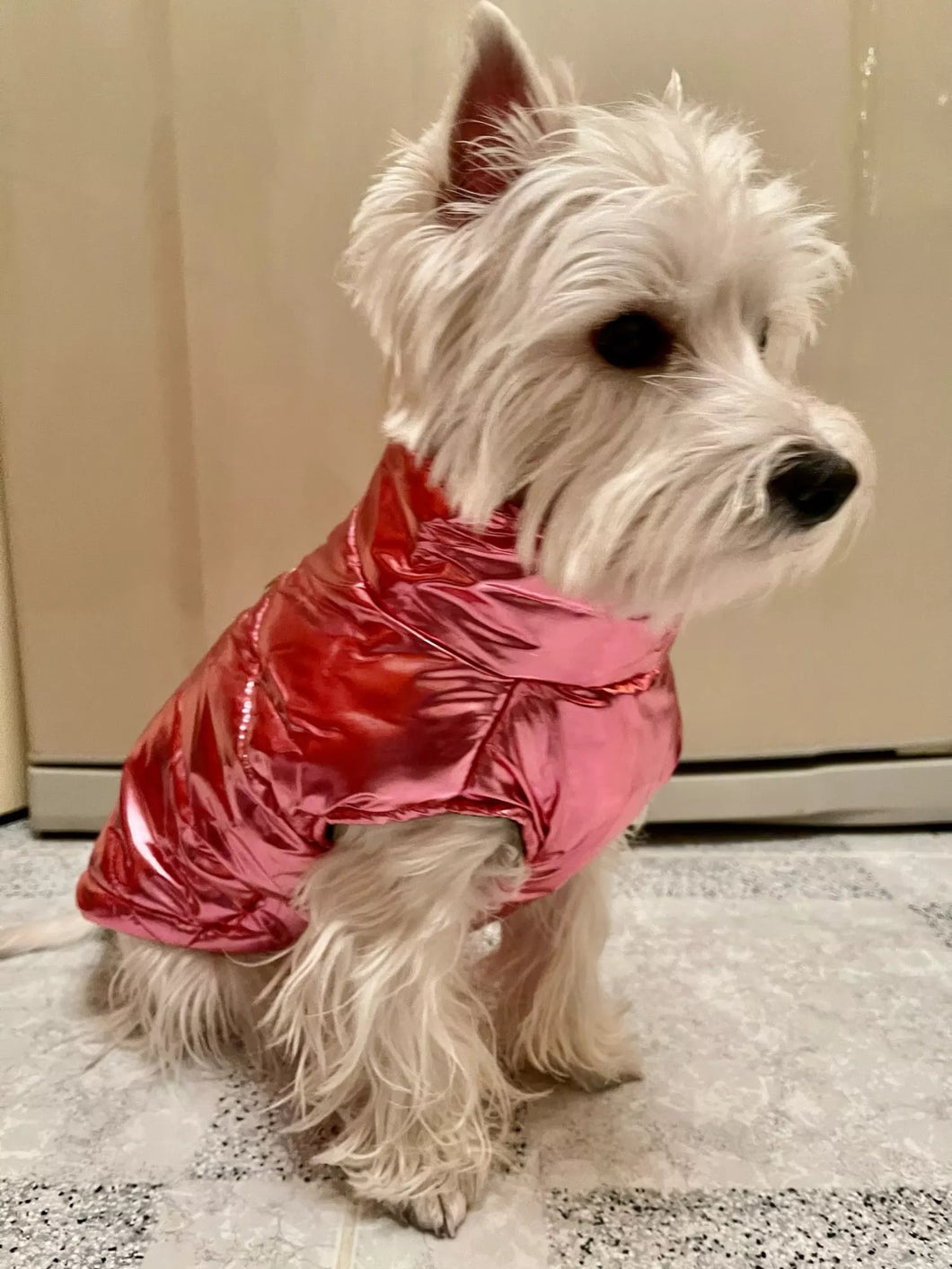 Shiny Dog Jacket
