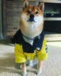 North Face Dog Jacket