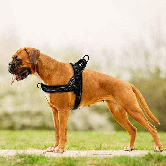 Boxer Harness