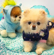 Unicorn Dog Pajamas