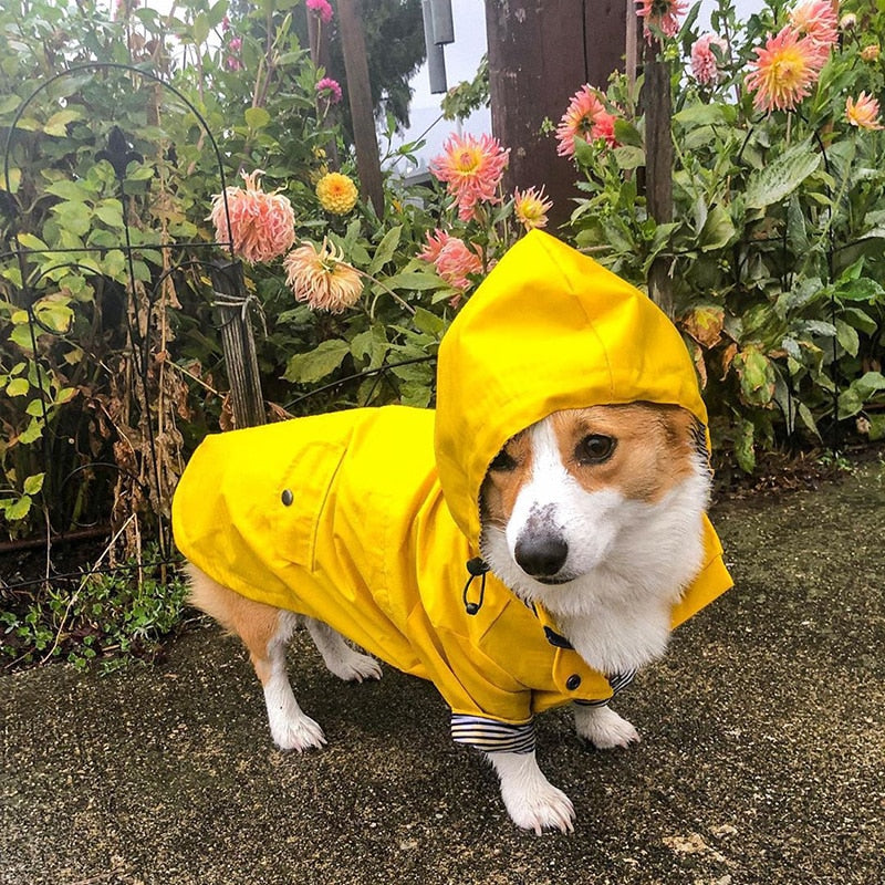 Puppy in a raincoat deals