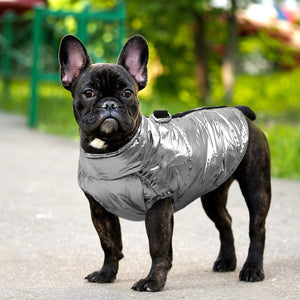 Shiny Dog Jacket