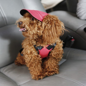 Dog Baseball Cap