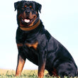 Leather Big Dogs Collar