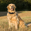 Leather Big Dogs Collar