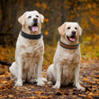 Leather Big Dogs Collar