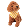 Dog Saliva Bandana