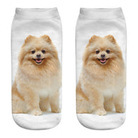 Pomeranian Socks