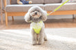 Lace Harness Top + Leash