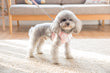 Lace Harness Top + Leash