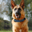 Genuine Leather Collars