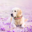 Genuine Leather Collars