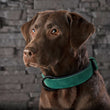 Genuine Leather Collars