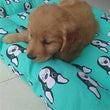 Lappy Dog Mat